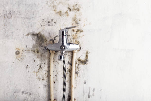 Des Moines, WA Mold Removal Company