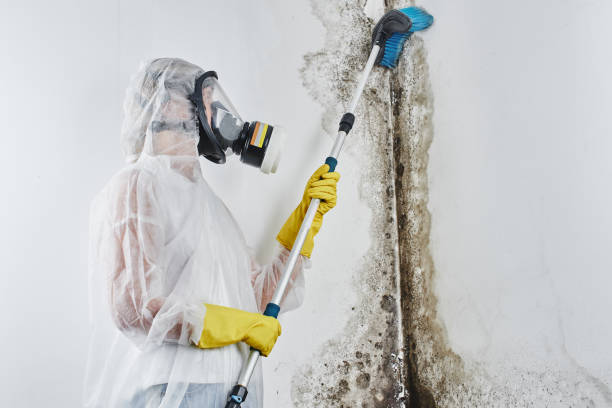 Best Mold Testing  in Des Moines, WA
