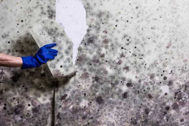 Best Office Mold Removal Services  in Des Moines, WA
